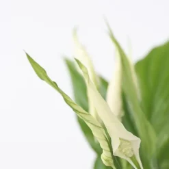 Plant in a Box Lepelplant - Spathiphyllum 'Torelli' - Hoogte 30-45cm - ⌀12cm Sale