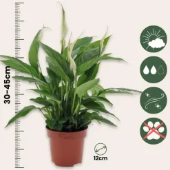 Plant in a Box Lepelplant - Spathiphyllum 'Torelli' - Hoogte 30-45cm - ⌀12cm Sale