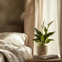 Plant in a Box Lepelplant - Spathiphyllum 'Torelli' - Hoogte 30-45cm - ⌀12cm Sale