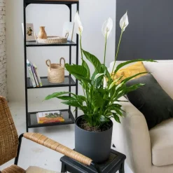 Plant in a Box Lepelplant - Spathiphyllum 'Torelli' - Hoogte 30-45cm - ⌀12cm Sale
