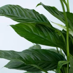 Plant in a Box Lepelplant - Spathiphyllum 'Torelli' - Hoogte 30-45cm - ⌀12cm Sale