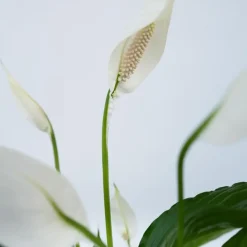 Plant in a Box Lepelplant - Spathiphyllum 'Torelli' - Hoogte 30-45cm - ⌀12cm Sale