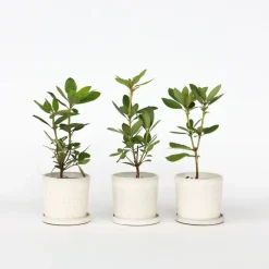 Plant in a Box Limoenboom - Set van 3 - Citrus aurantifolia - Hoogte 25-40cm - ⌀9cm