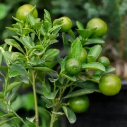 Plant in a Box Limoenboom - Set van 3 - Citrus aurantifolia - Hoogte 25-40cm - ⌀9cm
