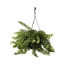 Plant in a Box Lippenstiftplant - Aeschynanthus pulcher - Hoogte 20-30cm - ⌀15cm Discount