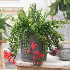 Plant in a Box Lippenstiftplant - Aeschynanthus pulcher - Hoogte 20-30cm - ⌀15cm Discount