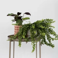 Plant in a Box Lippenstiftplant - Aeschynanthus pulcher - Hoogte 20-30cm - ⌀15cm Discount