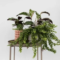 Plant in a Box Lippenstiftplant - Aeschynanthus pulcher - Hoogte 20-30cm - ⌀15cm Discount
