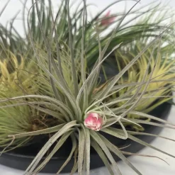 Plant in a Box Luchtplantjes - Set van 12 - Tillandsia - Hoogte 5-15cm - ⌀5cm Outlet