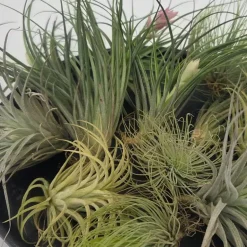 Plant in a Box Luchtplantjes - Set van 12 - Tillandsia - Hoogte 5-15cm - ⌀5cm Outlet