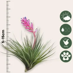 Plant in a Box Luchtplantjes - Set van 12 - Tillandsia - Hoogte 5-15cm - ⌀5cm Outlet