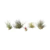 Plant in a Box Luchtplantjes - Set van 5 - Tillandsia - Hoogte 5-15cm - ⌀5cm Sale