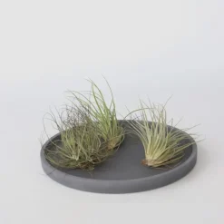 Plant in a Box Luchtplantjes - Set van 5 - Tillandsia - Hoogte 5-15cm - ⌀5cm Sale