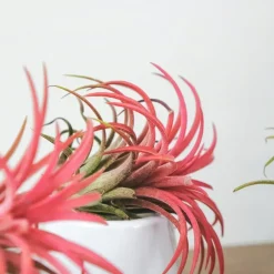 Plant in a Box Luchtplantjes - Set van 5 - Tillandsia - Hoogte 5-15cm - ⌀5cm Sale