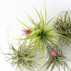 Plant in a Box Luchtplantjes - Set van 5 - Tillandsia - Hoogte 5-15cm - ⌀5cm Sale