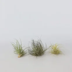 Plant in a Box Luchtplantjes - Set van 5 - Tillandsia - Hoogte 5-15cm - ⌀5cm Sale