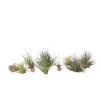 Plant in a Box Luchtplantjes - Set van 10 - Tillandsia - Hoogte 5-15cm - ⌀5cm Best