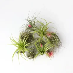 Plant in a Box Luchtplantjes - Set van 10 - Tillandsia - Hoogte 5-15cm - ⌀5cm Best