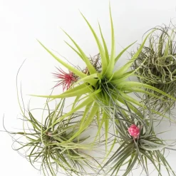 Plant in a Box Luchtplantjes - Set van 10 - Tillandsia - Hoogte 5-15cm - ⌀5cm Best