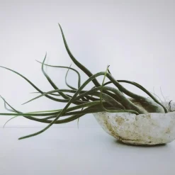 Plant in a Box Luchtplantjes - Set van 10 - Tillandsia - Hoogte 5-15cm - ⌀5cm Best