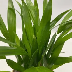 Plant in a Box Luchtzuiverende kamerplanten - Set van 5 - Hoogte 25-40cm - ⌀12cm Discount