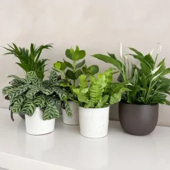 Plant in a Box Luchtzuiverende kamerplanten - Set van 5 - Hoogte 25-40cm - ⌀12cm Discount