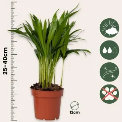 Plant in a Box Luchtzuiverende kamerplanten - Set van 5 - Hoogte 25-40cm - ⌀12cm Discount