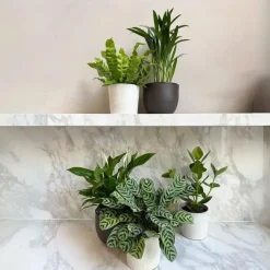 Plant in a Box Luchtzuiverende kamerplanten - Set van 5 - Hoogte 25-40cm - ⌀12cm Discount