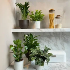 Plant in a Box Luchtzuiverende kamerplanten - Set van 5 - Hoogte 25-40cm - ⌀12cm Discount