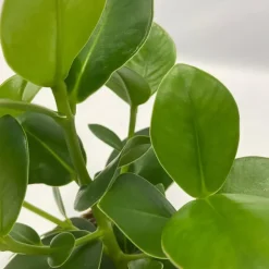 Plant in a Box Luchtzuiverende kamerplanten - Set van 5 - Hoogte 25-40cm - ⌀12cm Discount