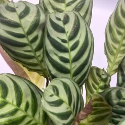 Plant in a Box Luchtzuiverende kamerplanten - Set van 5 - Hoogte 25-40cm - ⌀12cm Discount