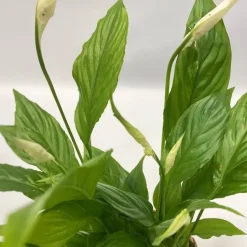 Plant in a Box Luchtzuiverende kamerplanten - Set van 5 - Met mand - Hoogte 25-40cm - ⌀12cm Discount