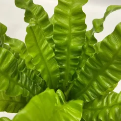 Plant in a Box Luchtzuiverende kamerplanten - Set van 5 - Met mand - Hoogte 25-40cm - ⌀12cm Discount