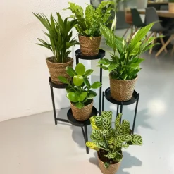 Plant in a Box Luchtzuiverende kamerplanten - Set van 5 - Met mand - Hoogte 25-40cm - ⌀12cm Discount