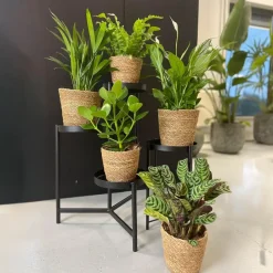 Plant in a Box Luchtzuiverende kamerplanten - Set van 5 - Met mand - Hoogte 25-40cm - ⌀12cm Discount