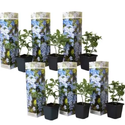 Plant in a Box Mannentrouw - Set van 6 - Plumbago auriculata - Hoogte 25-40cm - ⌀9cm New