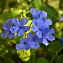 Plant in a Box Mannentrouw - Set van 6 - Plumbago auriculata - Hoogte 25-40cm - ⌀9cm New