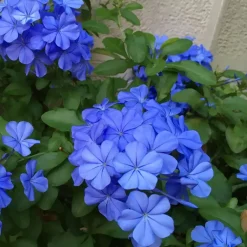 Plant in a Box Mannentrouw - Set van 6 - Plumbago auriculata - Hoogte 25-40cm - ⌀9cm New