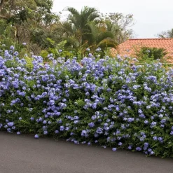 Plant in a Box Mannentrouw - Set van 6 - Plumbago auriculata - Hoogte 25-40cm - ⌀9cm New