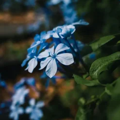 Plant in a Box Mannentrouw - Set van 6 - Plumbago auriculata - Hoogte 25-40cm - ⌀9cm New