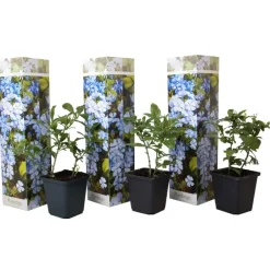 Plant in a Box Mannentrouw - Set van 3 - Plumbago auriculata - Hoogte 25-40cm - ⌀9cm Hot