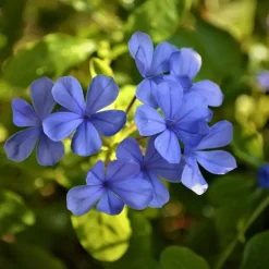 Plant in a Box Mannentrouw - Set van 3 - Plumbago auriculata - Hoogte 25-40cm - ⌀9cm Hot
