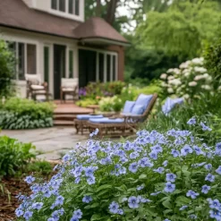 Plant in a Box Mannentrouw - Set van 3 - Plumbago auriculata - Hoogte 25-40cm - ⌀9cm Hot