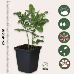 Plant in a Box Mannentrouw - Set van 3 - Plumbago auriculata - Hoogte 25-40cm - ⌀9cm Hot