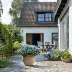 Plant in a Box Mannentrouw - Set van 3 - Plumbago auriculata - Hoogte 25-40cm - ⌀9cm Hot