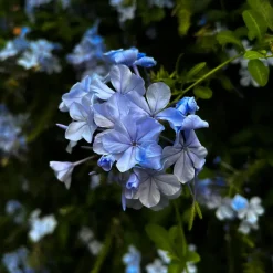 Plant in a Box Mannentrouw - Set van 3 - Plumbago auriculata - Hoogte 25-40cm - ⌀9cm Hot