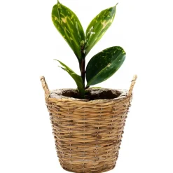 Mega Collections Plantenmand Cuba - rotan - lichtbruin - D17 x H14 cm New