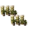 Plant in a Box Meloenpeer - Set van 6 - Solanum Muricatum 'Pepino gold' - Hoogte 25-40cm - ⌀9cm Clearance