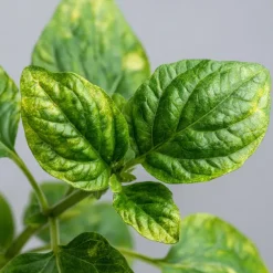 Plant in a Box Meloenpeer - Set van 6 - Solanum Muricatum 'Pepino gold' - Hoogte 25-40cm - ⌀9cm Clearance