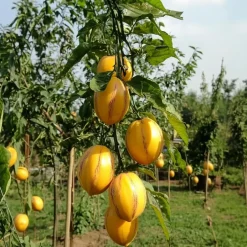 Plant in a Box Meloenpeer - Set van 6 - Solanum Muricatum 'Pepino gold' - Hoogte 25-40cm - ⌀9cm Clearance